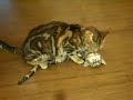 Bengal Cat Crazy Bionic Fetching Bengal
