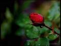 Roses and Rain -  ERNESTO CORTAZAR