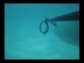 Spearfishing Rob Allen Accuracy