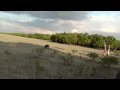 Bowhunting Hogs Pigs Australia`s remote Cape York Pigs.