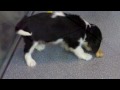 cavalier tricolor