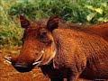 Jambo Bwana