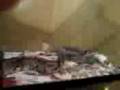 piton regius comiendo 1