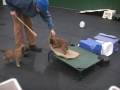 videos de malinois puppies