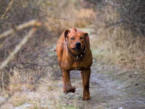 Videoen er en dagbag over et første år med en Rhodesian Ridgeback.