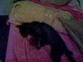 videos de Michina no camina, pero es feliz