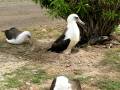Laysan Albatross laying an egg on Midway Atoll Dec. 2008