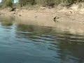 Rod And Reel Gator Gar Fishing #01 Rod And Reel Gator Gar Fishing #01