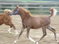 Lady Magnifique and Psynthia 2008 Fillies