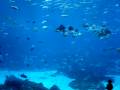 Georgia Aquarium