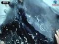 Moby Dick Brasileira é Preta e Curiosa