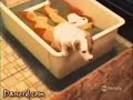 smart-dogs.html
