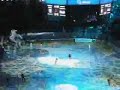 Intro-Show Eisbären Berlin