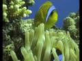 videos de Tauchen im Roten Meer 1 von 7