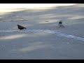 Pigeons courting in Central Bristol
