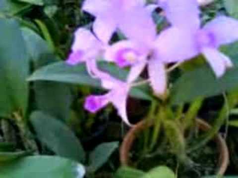 Orquideas, mudas ,Brasil, Brasileiras 62 -35873571 ou (62)84240725