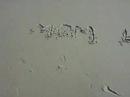 Myrtle Beach
