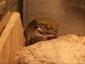 Bufo Alvarius - Coloradokr�te