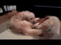 Quality Family Time: Albus and Tallulah