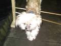 My Lhasa Apso Dogs