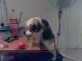 Bolita es una Crak