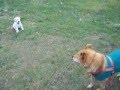 Labrador Retriever video