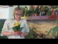 Каланхоэ от бородавок. Народная медицина