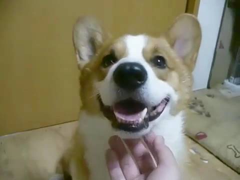 corgi,dog,Goro