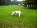 amerikaanse bulldog pup king speelt met semmy