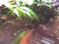 This is a video of the 44 gallon vivarium i created in about a week. sorry about the poor quality, i used a cell phone. This is a false bottom setup but not very sophisticated. It features a waterfall, two pond areas and all real plants. I have finally added the green moss so its not brown everywhere anymore. Living here is 9 fire belly toads, 2 green anoles and 1 brown anole. They all get along pretty well except for scuffels over basking areas every once and a while and its usually the brown guy starting the fights. Sometimes i think hes not trying to fight but trying to mate with the green ones and they dont like his tactics but that doesnt stop him and i have to mist him with the spray bottle to lower his temperature to calm him but, for the most part its peaceful.  Leave Comments, I want feedback. Peace