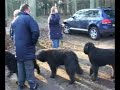 Walking with 30 bouviers