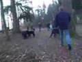 Walking with 30 bouviers