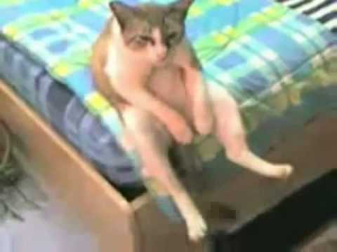 3 Videos de Gatos