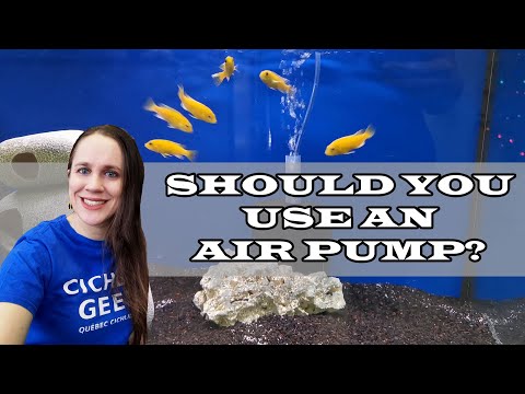 video-linktoworks-Should you use an air pump in your aquarium? - How to...