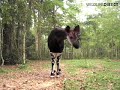 Okapi, Okapi Wildlife Reserve, Congo