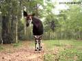 Okapi, Okapi Wildlife Reserve, Congo