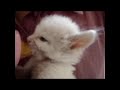 Click here to watch this video MILK