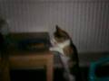 videos de funny cat