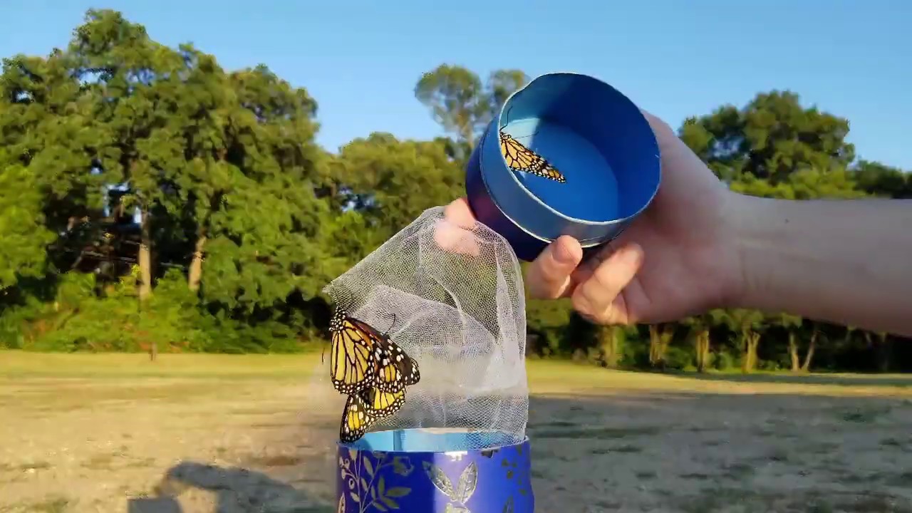 Releasing Monarch Butterflies