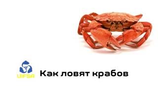 способ ловли крабов способ ловли крабов