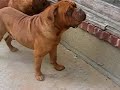 www.kingdomdogues.com