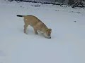 laika in the snow