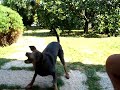 cane stupido cane stupido
