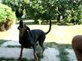 videos de cane stupido