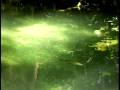 videos de OASE - Antistress Meditation - Mindfulness Stress Reduction
