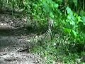 Waterfall dragons