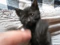 スーキャット