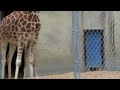 Baby Giraffe