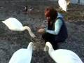 Day 31/100 Hand feeding swans and sailing on Boats!!!