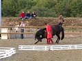 Le cheval dans tous ses �tats